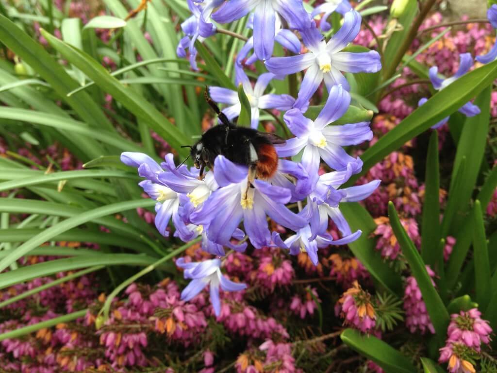 Wer mag schon eine Hummel killen - sie ist doch so fleißig!